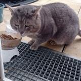 Picture of cat lost at Lieusaint