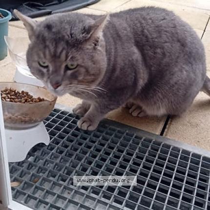 Photo 1/1 Loulou Chat lost in Lieusaint