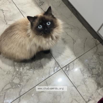 Photo 1/1 Snow Chat lost in Montrond les bains