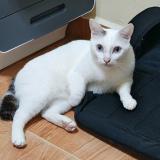 Picture of cat lost at Singapore