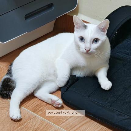 Photo 1/1 Twinkle Chat lost in Singapore