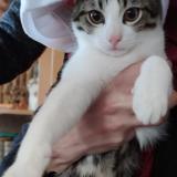 Picture of cat lost at Ermont