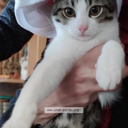 Photo 1/1 Tysha Chat lost in Ermont