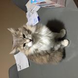 Picture of cat lost at Royat