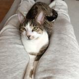 Picture of cat lost at Etampes