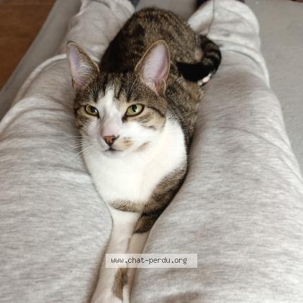 Photo 1/1 Sundae Chat lost in Etampes