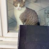 Picture of cat lost at Eschau