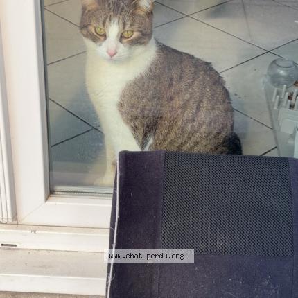 Photo 1/1 Milky Chat lost in Eschau