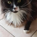 Picture of cat found at Pencran