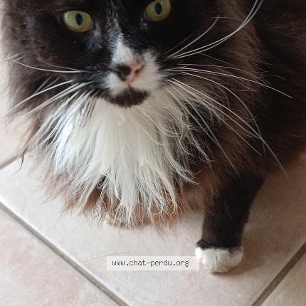 Photo 1/1 Found cat Found in Pencran