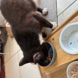 Picture of cat found at Cuesmes