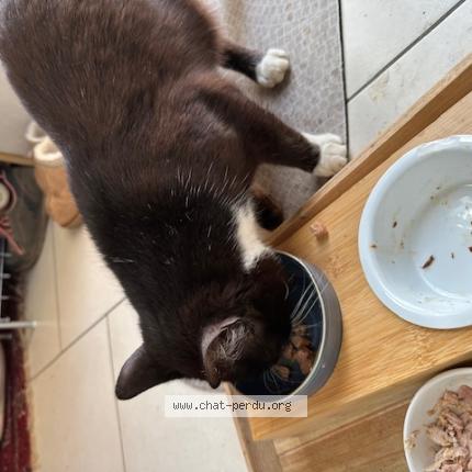 Photo 1/1 Found cat Found in Cuesmes