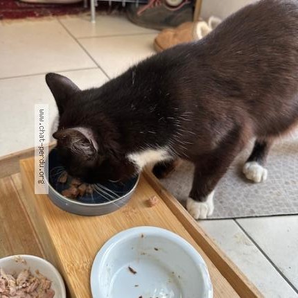 Foto 1/1 Kat gevonden Gevonden in Cuesmes