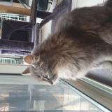 Picture of cat lost at Alignan Du Vent