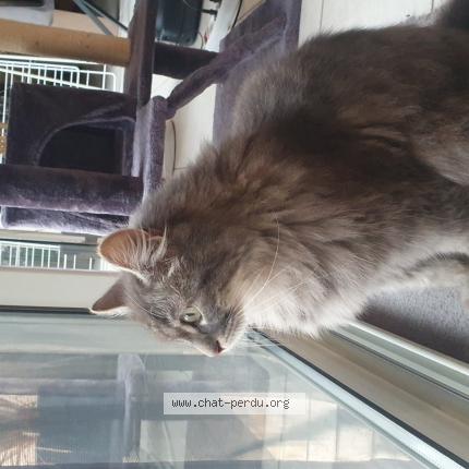 Photo 1/1 Mizo Chat lost in Alignan du vent