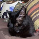 Picture of cat lost at Sevrier