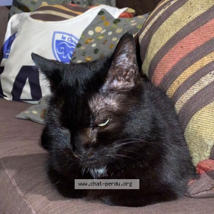 Photo 1/1 minouche Chat lost in Sevrier