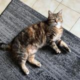 Picture of cat lost at Langrune