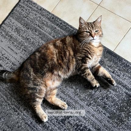 Photo 1/2 Zazie Chat lost in Langrune