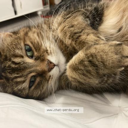 Photo 2/2 Zazie Chat lost in Langrune