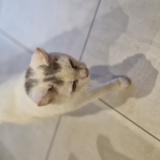 Picture of cat found at Laignelet