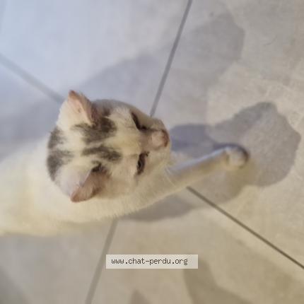 Photo 1/1 Found cat Found in Laignelet