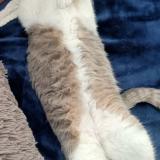 Picture of cat lost at Selongey