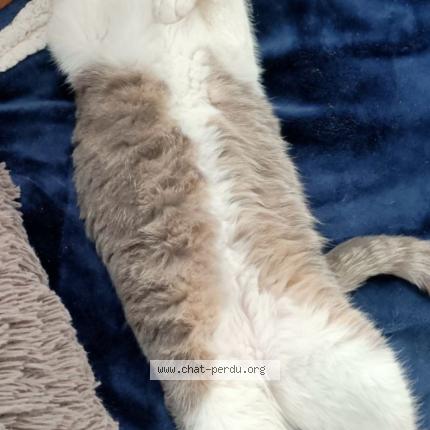 Photo 1/1 Noe Chat lost in Selongey