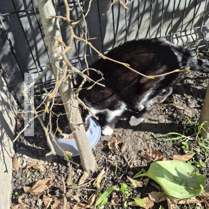 Photo 2/2 Found cat Found in Valenciennes