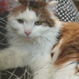 Picture of cat lost at Wervick