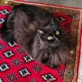 Picture of cat lost at Pantin