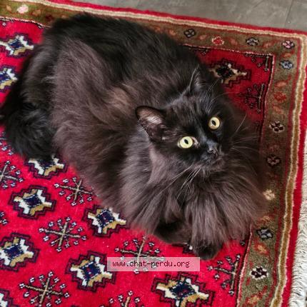 Photo 1/1 Fripouille Chat lost in Pantin