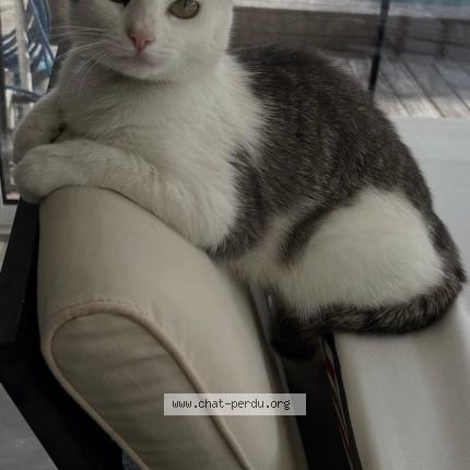 Photo 1/1 Romy Chat lost in Bruges