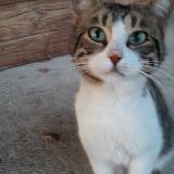 Picture of cat found at Chomerac