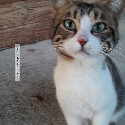 Photo 1/1 Found cat Found in Chomerac