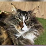 Picture of cat lost at Cires Les Mello