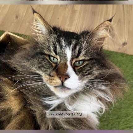 Photo 1/1 Natty Chat lost in Cires les mello