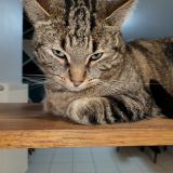 Picture of cat lost at Barlin