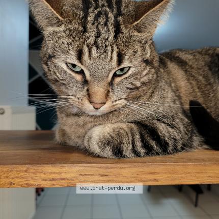 Photo 1/1 Ginett Chat lost in Barlin