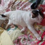 Picture of cat lost at Faverges Seythenex