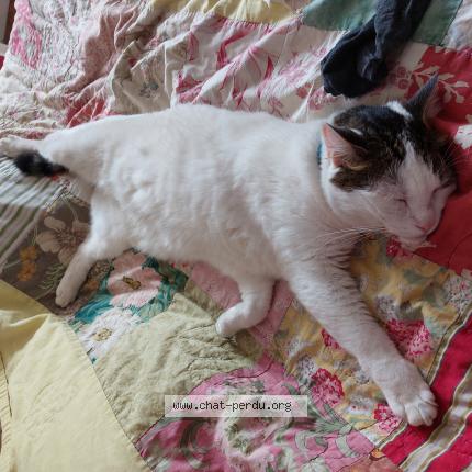 Photo 1/1 Miw Chat lost in Faverges seythenex