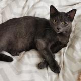 Picture of cat lost at Aouste Sur Sye