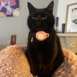 Picture of cat lost at Auderghem