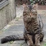Picture of cat found at Paris