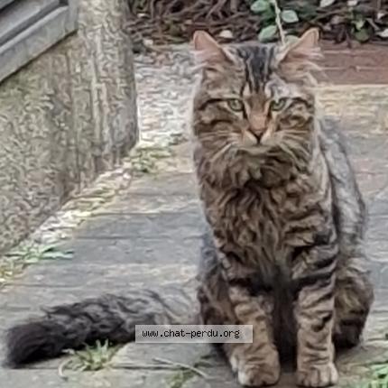 Photo 1/1 Found cat Found in Paris