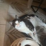 Picture of cat lost at Laudun L Ardoise