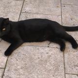 Picture of cat lost at Abbeville Saint Lucien