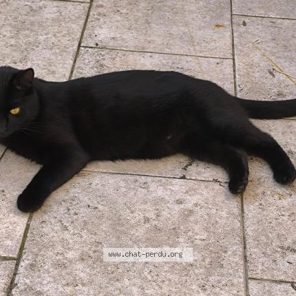 Photo 1/1 THÉO Chat lost in Abbeville saint lucien