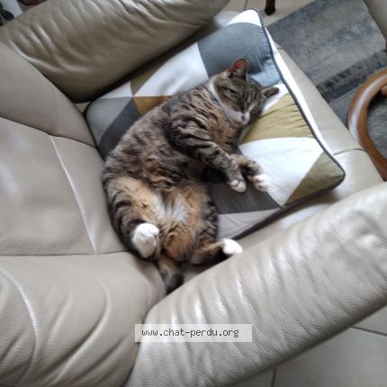 Photo 1/2 Charlotte Chat lost in Dainville