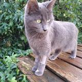 Picture of cat lost at Plaissan